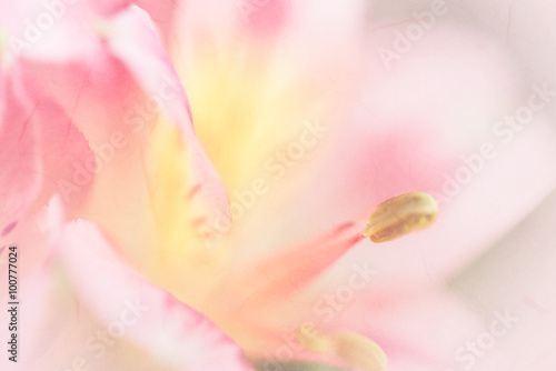 Vivid sweet pastel color petal lily in soft color and blur style