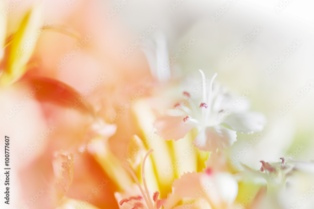 Sweet pastel color petal white flower in soft color and blur sty