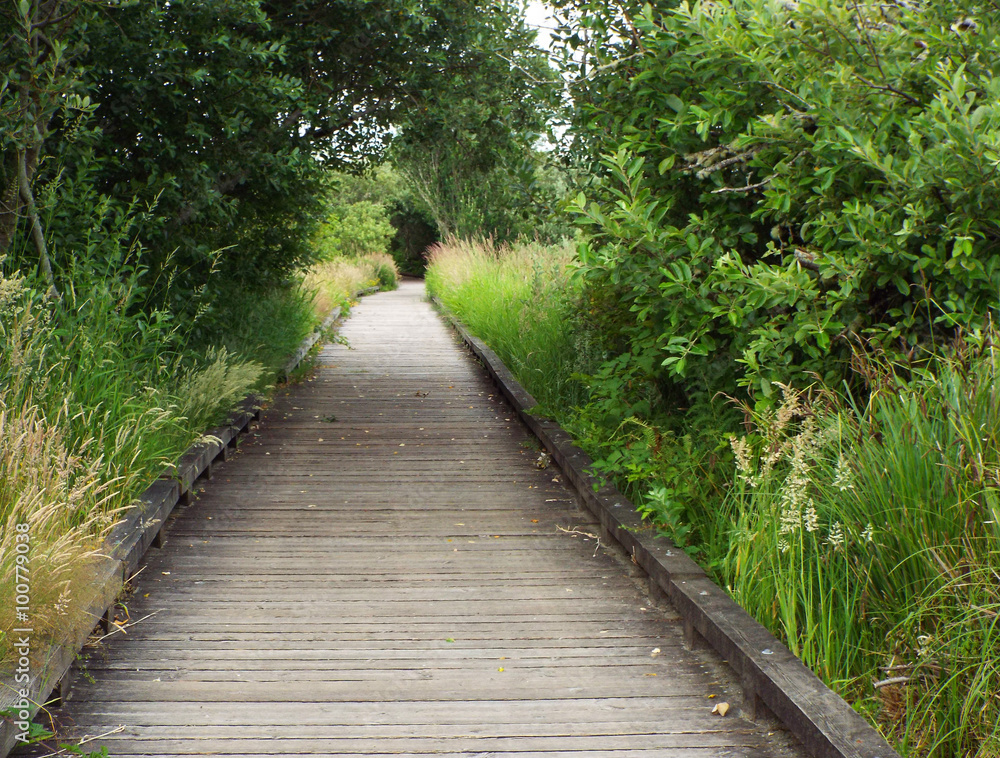 A Wooden Footpath Through a Lush Green Forest A Wooden Footpath Through a Lush Green Forest