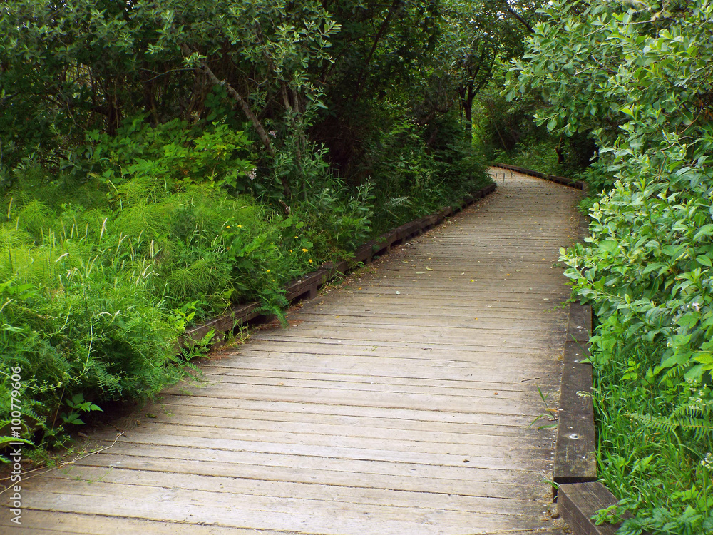 A Wooden Footpath Through a Lush Green Forest