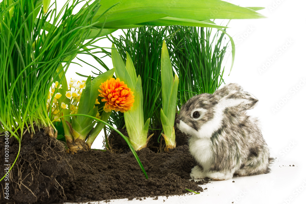Obraz premium Cute rabbit, pet on the soil with orange flower and green plants
