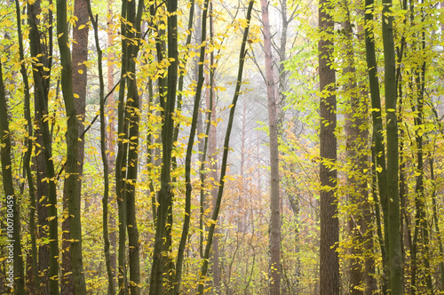 autumn forest