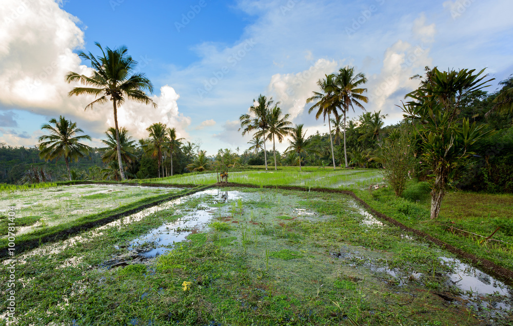 Rice terraced paddy fields