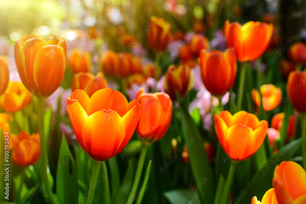 Beautiful orange tulip flower in the garden Beautiful orange tulip flower in the garden