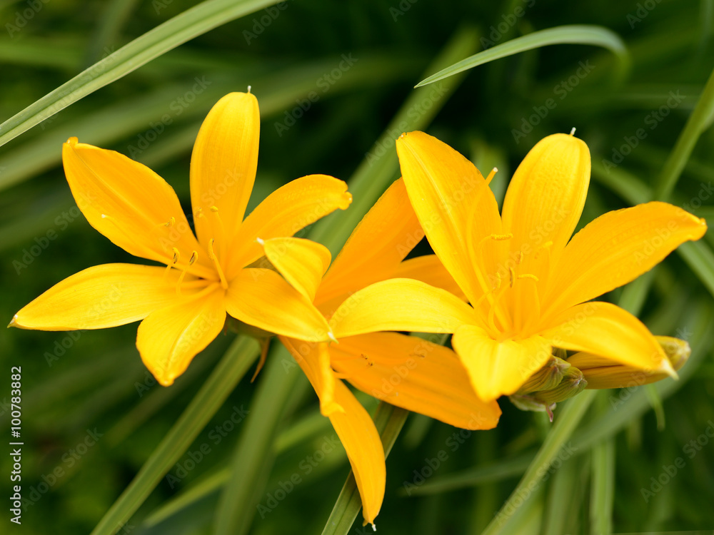 Flowers yellow lily Flowers yellow lily