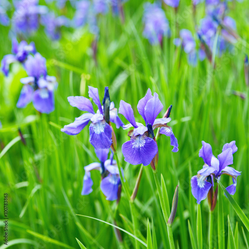 Fototapeta Naklejka Na Ścianę i Meble -  Flowers Irises