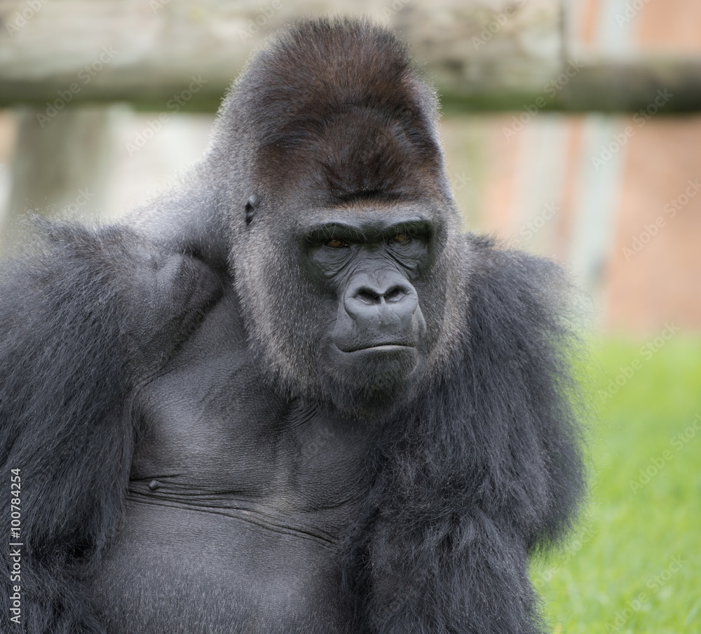 Obraz premium Our ancestor