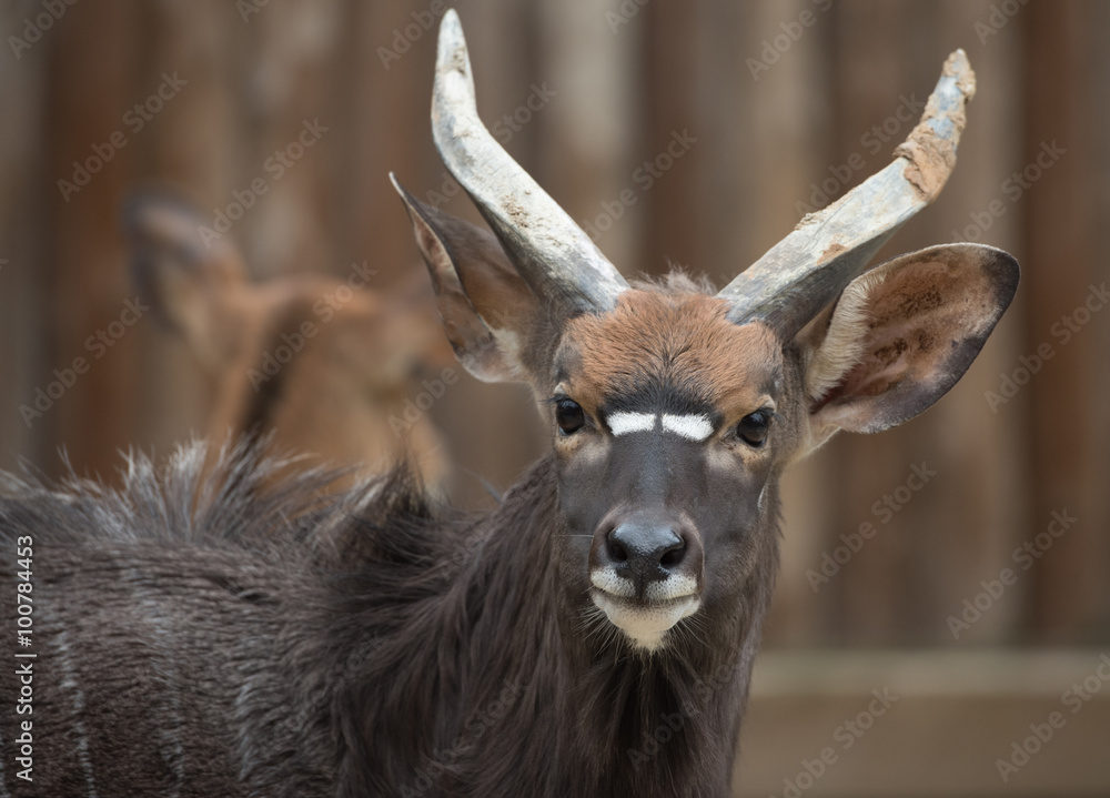 Obraz premium Antelope