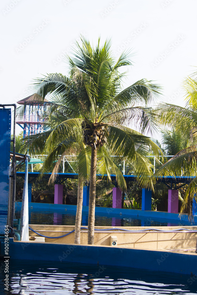 Obraz premium Palm trees over the pool