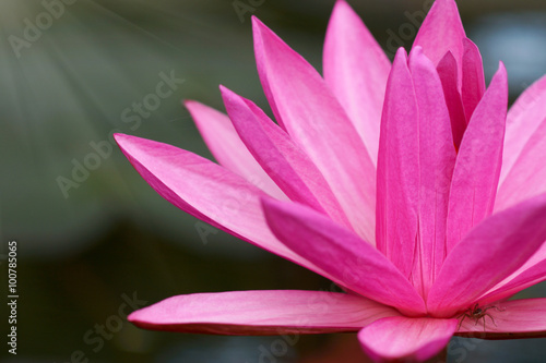 Pink Lotus flower