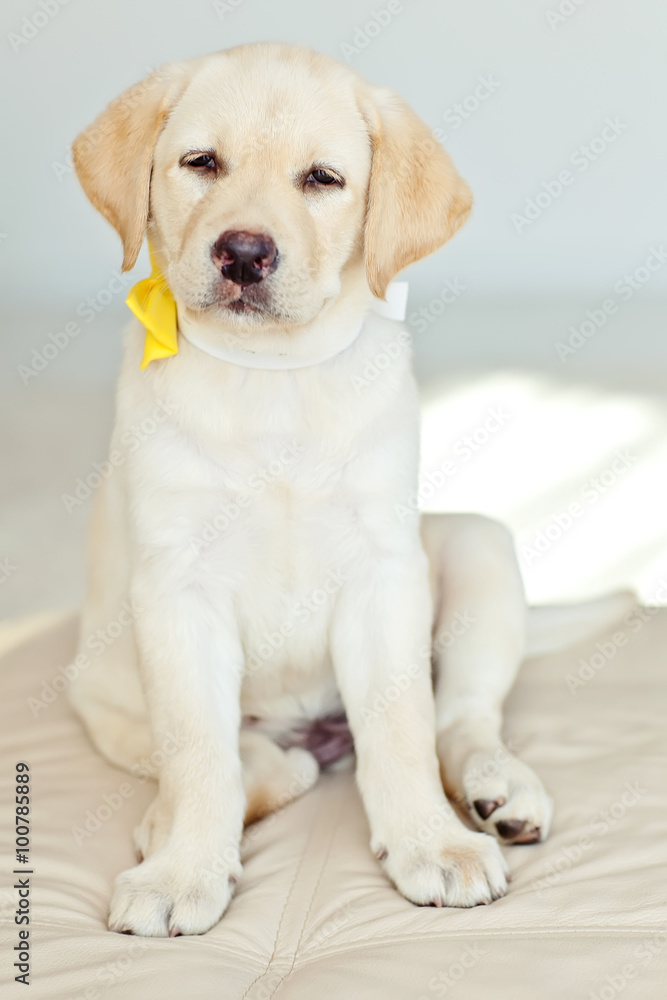 labrador retriever puppy labrador retriever puppy