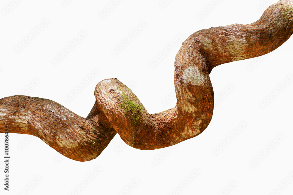 Obraz premium Big vine in forest