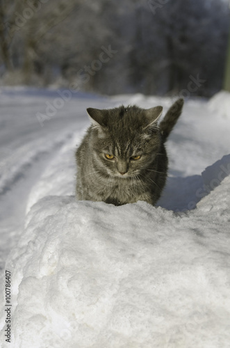 Cat goes on snowdrifts winter