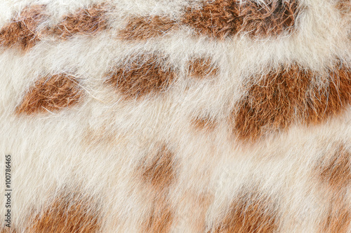 Closeup horse skin background