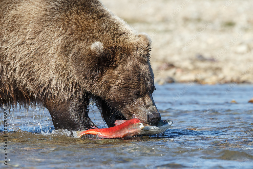 Brown bear standing in a river at Katmai Alaska and eating a salmon Brown bear standing in a river at Katmai Alaska and eating a salmon