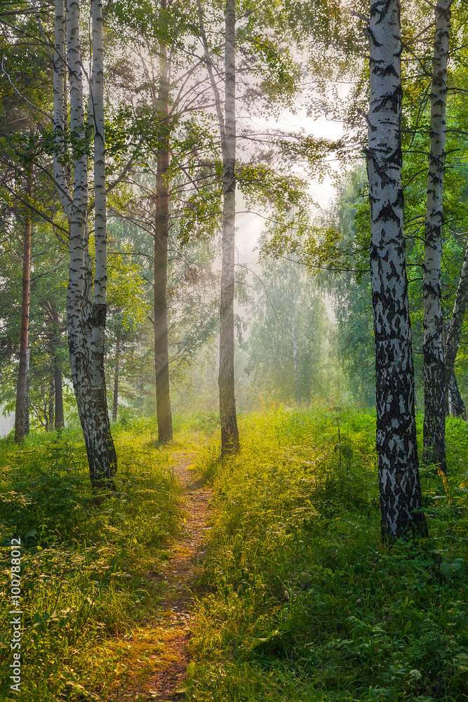 The evening in the Siberian taiga The evening in the Siberian taiga