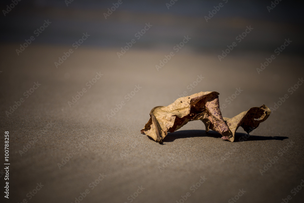 Dry leaves on the sand Andaman Sea, Thailand Dry leaves on the sand Andaman Sea, Thailand