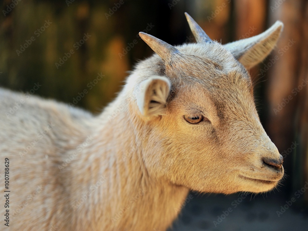 Fototapeta premium Ziege