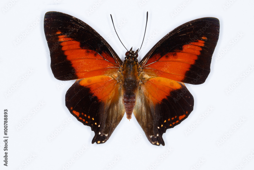 Fototapeta premium Shining red charaxes butterfly Charaxes zingha