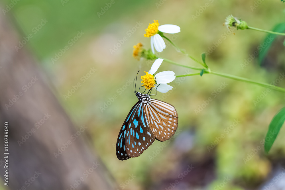 Fototapeta premium colorful butterfly in garden