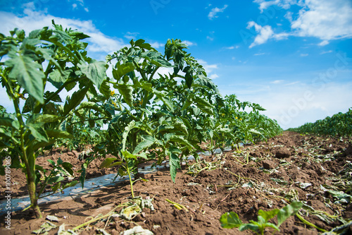 Rows of tomato plants