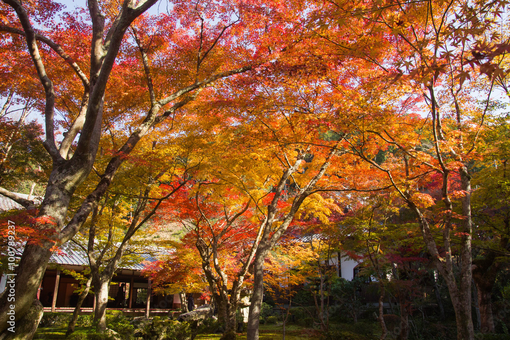 Autumn colour in Kyoto Temple