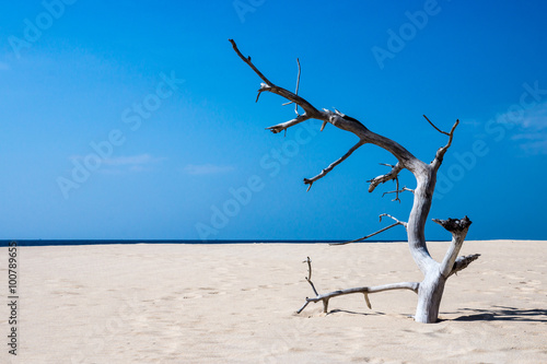 Dead trees on the beach with blue sea background. © noppharat