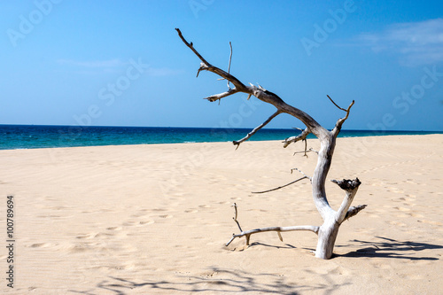 Dead trees on the beach with blue sea background. © noppharat