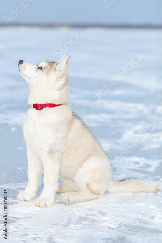 Husky sitting in the snow