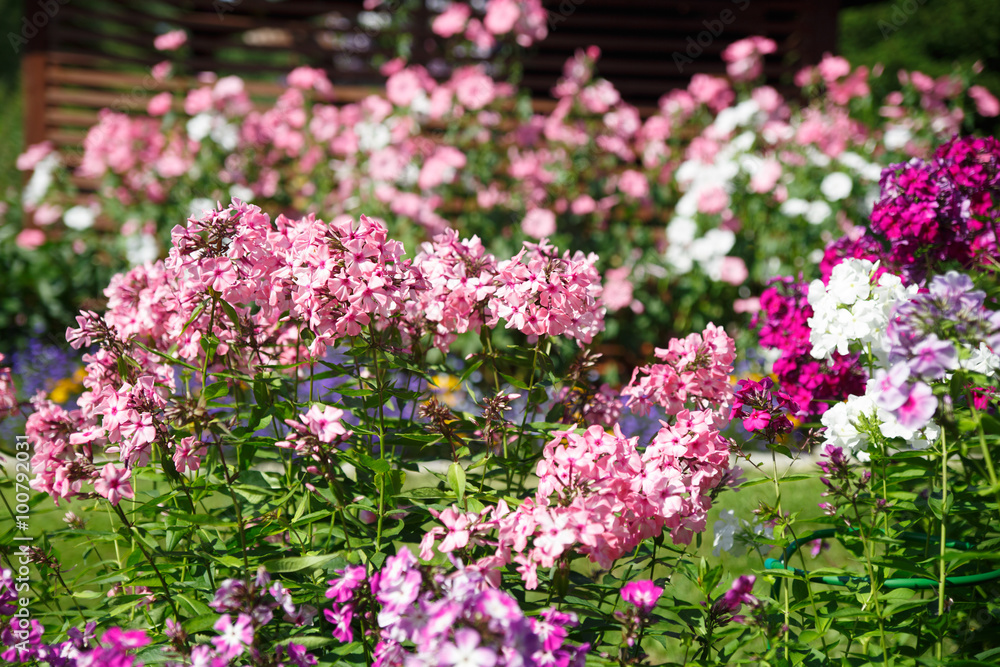 Floral background. Multicolored phlox in the garden