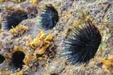 Rocky nest of sea -urchins and Seaweed (Sargassum sp.).