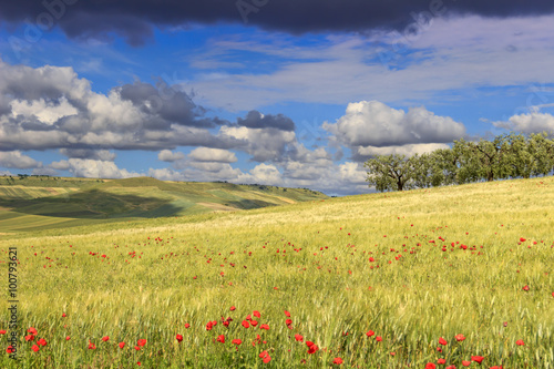 RURAL LANDSCAPE SPRING. Between Apulia and Basilicata olive grove in the cornfield with poppies.ITALY