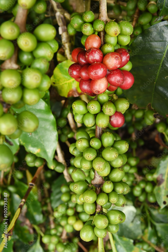 Coffee beans ripening on a tree. Coffee beans ripening on a tree.