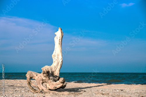 Dead trees on the beach.