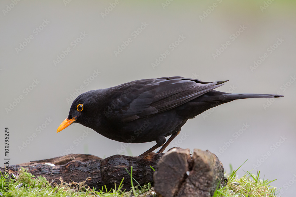 Naklejka premium Common blackbird (Tordus Merula), Italy