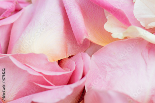 rose petals © olegshishkunov