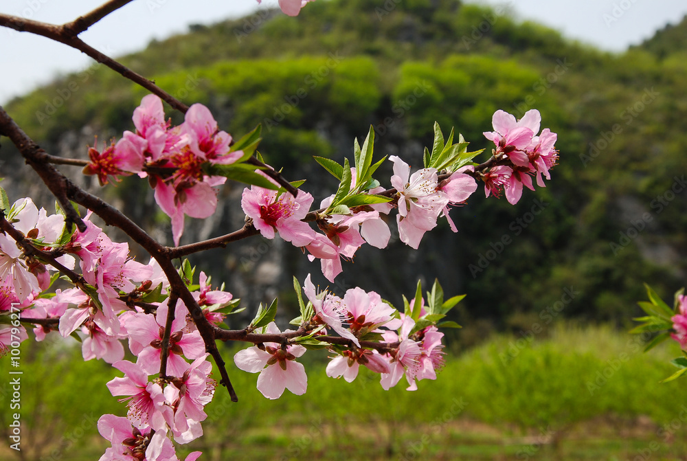 The beautiful blooming peach flower in spring The beautiful blooming peach flower in spring
