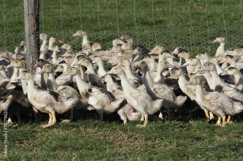 Foto ELEVAGE DE CANARDS MULARDS