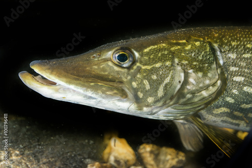 Esox lucius - pike fish