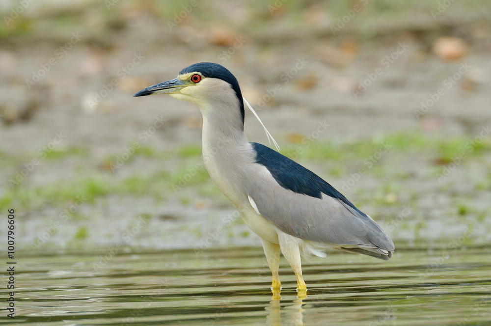 grey heron in natural habitat (ardea cinerea) grey heron in natural habitat (ardea cinerea)