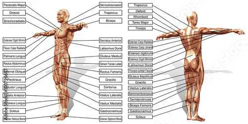 Vector 3D man muscle anatomy with text isolated