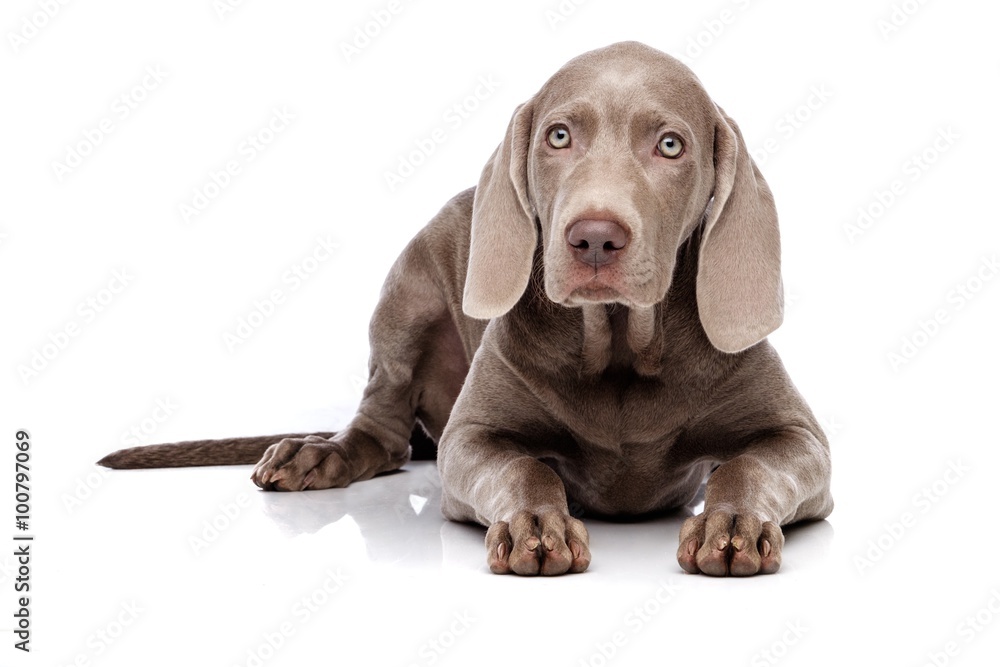Fototapeta premium Weimaraner dog isolated on white