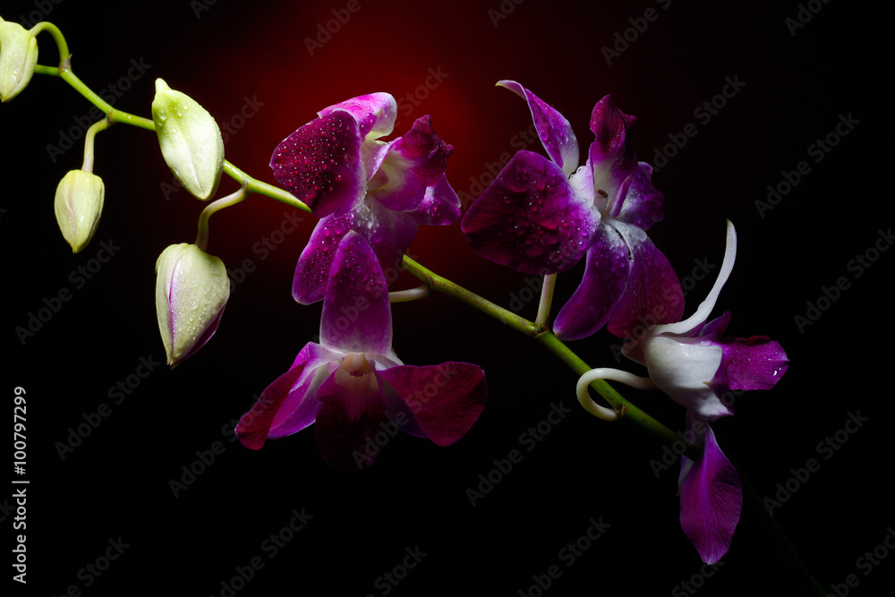 orchid branch with water drops on it orchid branch with water drops on it