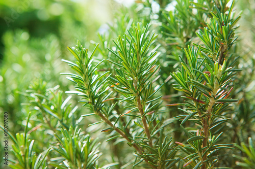 close up of green rosemary leaves in agriculture plantation wit