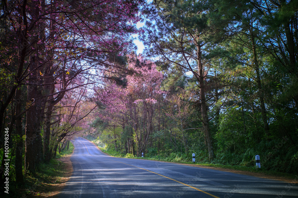 Fototapeta premium beautiful land scape of asphalt highway in mountain route with p