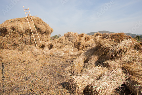 dry rice straw after farmer harvesting season stock for cattle f photo