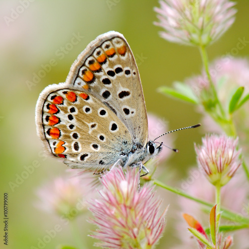 butterfly in natural habitat in spring (plebejus argus)