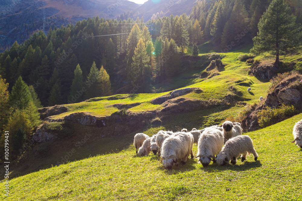 Naklejka premium Valais blacknose sheep in Alps