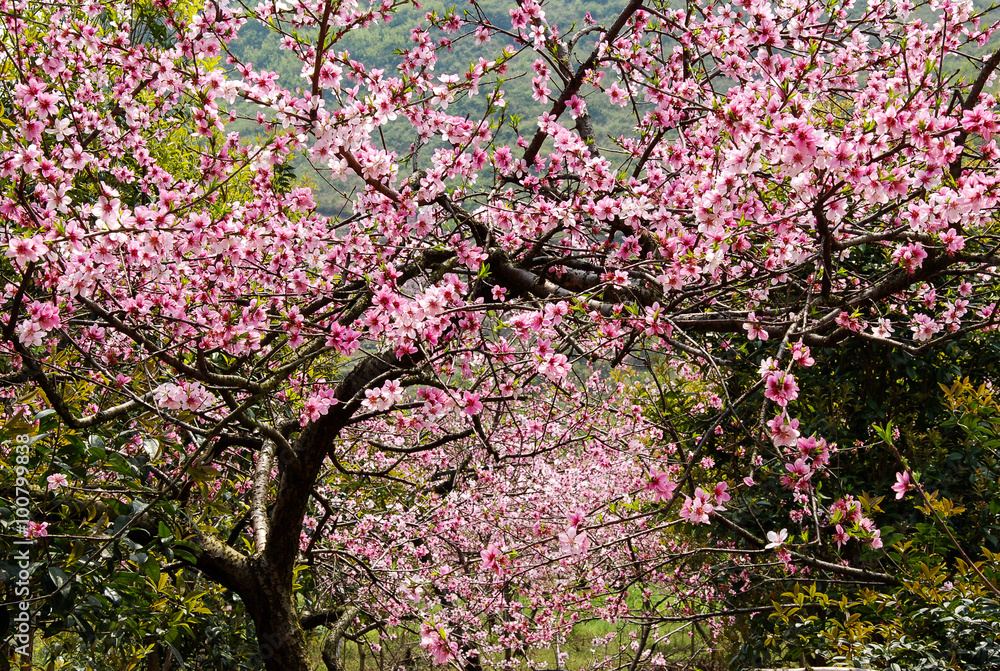 The beautiful blooming peach flower