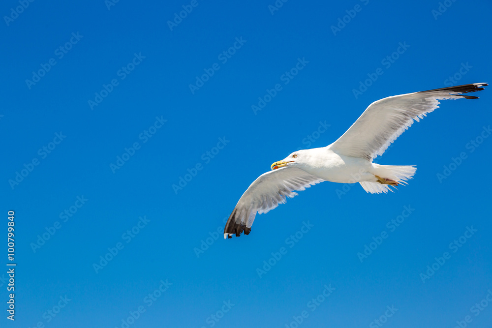 Obraz premium Big seagull in sky
